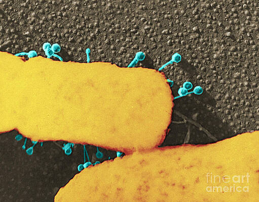 Wall Art - Photograph - Lambda Phage On E. Coli #1 by Science Source