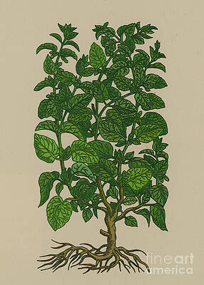 Wall Art - Photograph - Lemon Balm #1 by Science Source