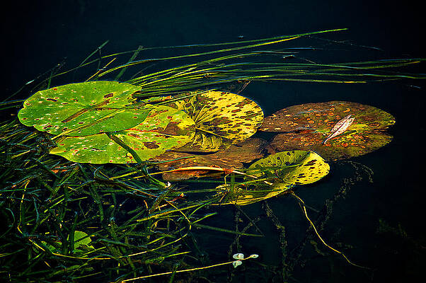 Lilly pads by Prince Andre Faubert Lilly pads by Prince Andre Faubert
