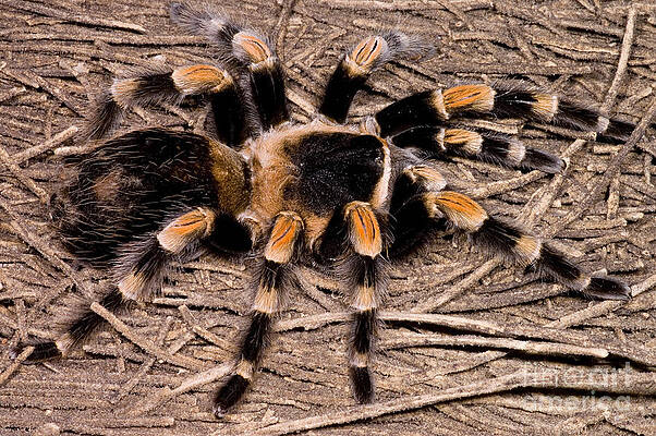 Wall Art - Photograph - Mexican Red-legged Tarantula #1 by Dante Fenolio