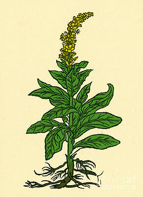 Wall Art - Photograph - Mullein #1 by Science Source
