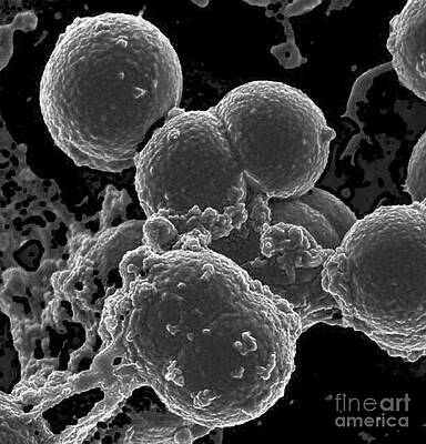 Wall Art - Photograph - Neutrophil Ingesting Mrsa Bacteria, Sem #1 by Science Source