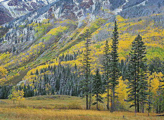 Wall Art - Photograph - Quaking Aspen Grove In Fall Colors #1 by Tim Fitzharris