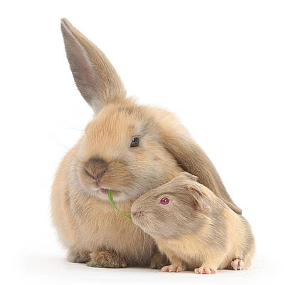 Wall Art - Photograph - Rabbit And Guinea Pig #1 by Mark Taylor