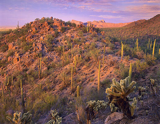 Wall Art - Photograph - Saguaro And Teddybear Cholla #1 by Tim Fitzharris