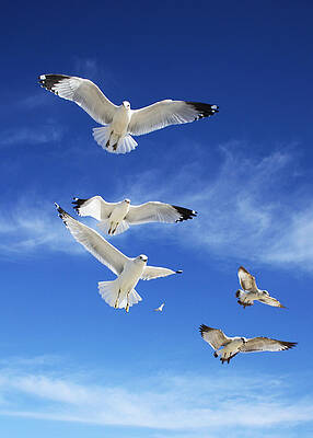 Seagulls Ascending by Sheila Kay McIntyre Seagulls Ascending by Sheila Kay McIntyre