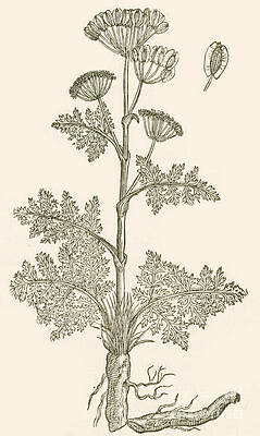 Wall Art - Photograph - Seseli, Herbaceous Perennial #1 by Science Source