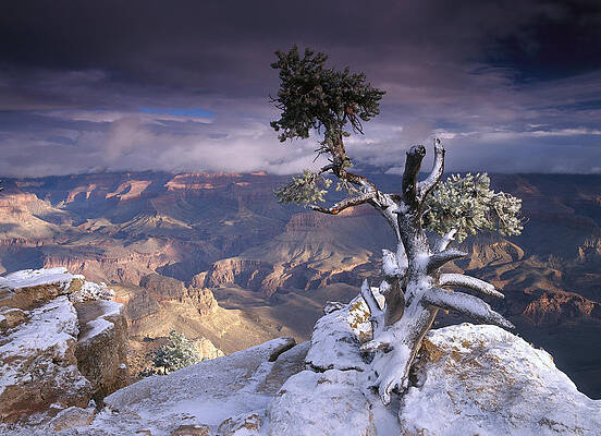 Wall Art - Photograph - South Rim Of Grand Canyon #1 by Tim Fitzharris