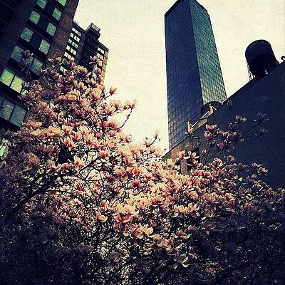 Wall Art - Photograph - Spring In Manhattan #1 by Natasha Marco