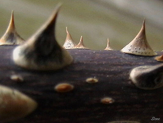 Thorns by Miraychel Stone