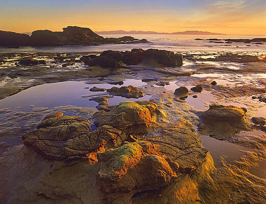 Wall Art - Photograph - Tidepools Exposed At Low Tide Botanical #1 by Tim Fitzharris