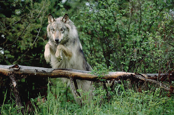 Wall Art - Photograph - Timber Wolf Leaping Over Fallen Log #1 by Tim Fitzharris