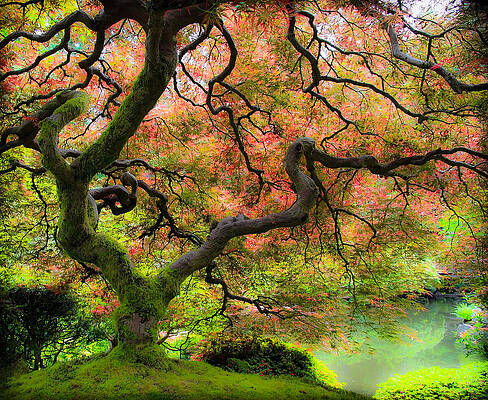 Tree of Beauty by Steve McKinzie Tree of Beauty by Steve McKinzie