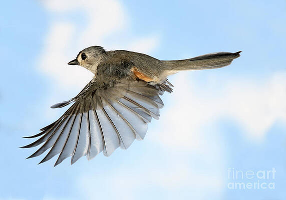 Wall Art - Photograph - Tufted Titmouse In Flight #16 by Ted Kinsman
