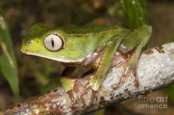 Wall Art - Photograph - Vaillantis Monkey Frog #1 by Dante Fenolio