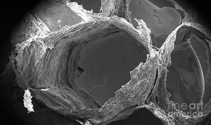 Wall Art - Photograph - Wasp Nest Cells #1 by Science Source