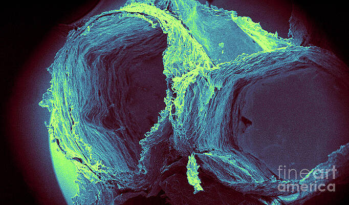 Wall Art - Photograph - Wasp Nest Cells, Sem #1 by Science Source