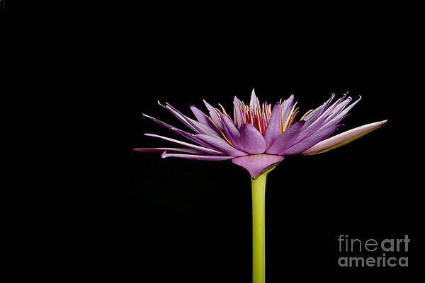 Wall Art - Photograph - Waterlily Opening Part Of A Series #1 by Ted Kinsman