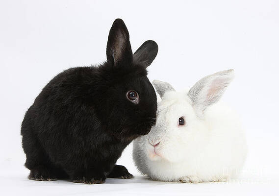 Wall Art - Photograph - White Rabbit With Black Rabbit #1 by Mark Taylor