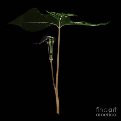 Wall Art - Photograph - X-ray Of Jack-in-the-pulpit #1 by Ted Kinsman