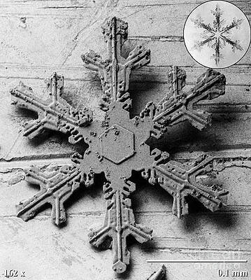 Wall Art - Photograph - Snow Crystal #10 by Science Source