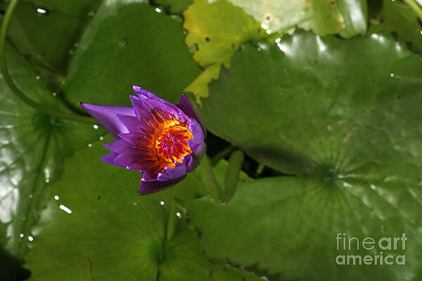 Wall Art - Photograph - Waterlily Opening Part Of A Series #10 by Ted Kinsman