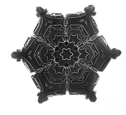 Wall Art - Photograph - Snowflake #12 by Science Source