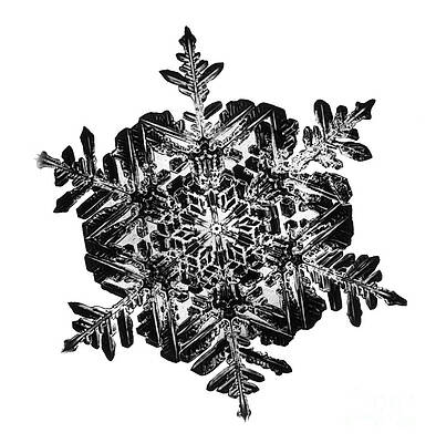 Wall Art - Photograph - Snowflake #15 by Science Source