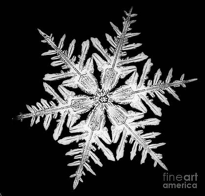 Wall Art - Photograph - Snowflake #18 by Science Source