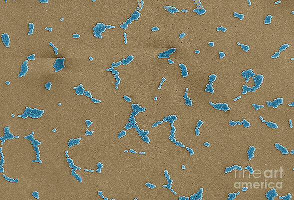 Wall Art - Photograph - Acinetobacter Baumannii Bacteria, Sem #2 by Science Source