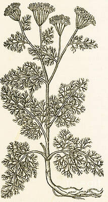 Wall Art - Photograph - Anethum Graveolens, Dill #2 by Science Source