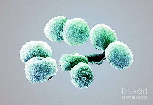 Wall Art - Photograph - Bacteria, Streptococcus Pneumoniae, Sem #2 by Science Source