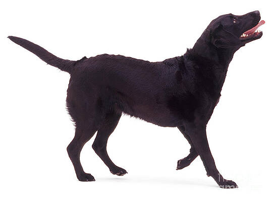 Wall Art - Photograph - Black Labrador Retriever #2 by Jane Burton