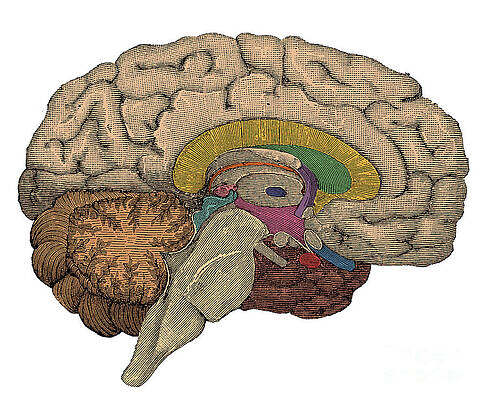 Wall Art - Photograph - Brain Cross-section #2 by Science Source