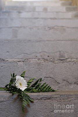 Wall Art - Photograph - Daisy flower on concrete steps #2 by Sami Sarkis Photography