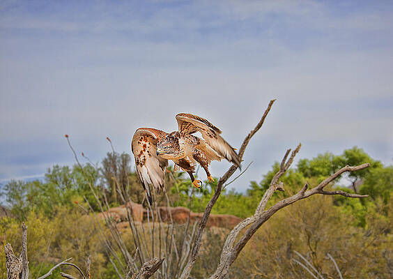 Ferriginous Hawk by Dan Nelson Ferriginous Hawk by Dan Nelson