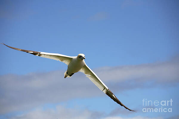 Wall Art - Photograph - Gannet In Flight #2 by Ted Kinsman