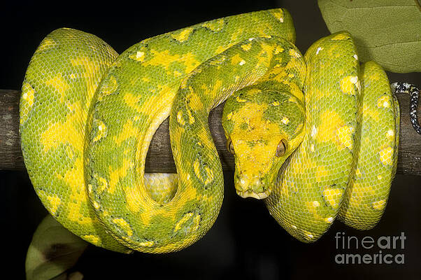 Wall Art - Photograph - Green Tree Python #2 by Dante Fenolio