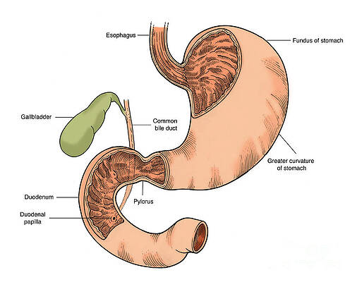 Wall Art - Photograph - Illustration Of Stomach And Duodenum #2 by Science Source