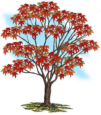 Japanese Maple by David Burkart Japanese Maple by David Burkart