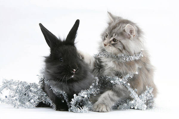 Wall Art - Photograph - Kitten And Rabbit Getting Into Tinsel #2 by Mark Taylor