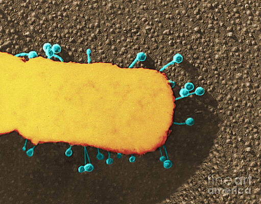 Wall Art - Photograph - Lambda Phage On E. Coli #2 by Science Source