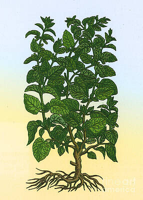 Wall Art - Photograph - Lemon Balm #4 by Science Source