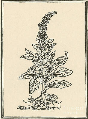 Wall Art - Photograph - Mullein #2 by Science Source