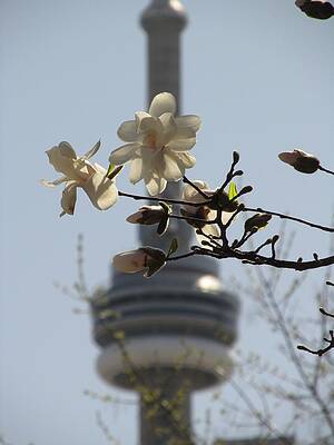 Wall Art - Photograph - Nature With Architecture #2 by Alfred Ng