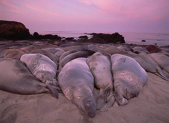 Wall Art - Photograph - Northern Elephant Seal Mirounga #2 by Tim Fitzharris