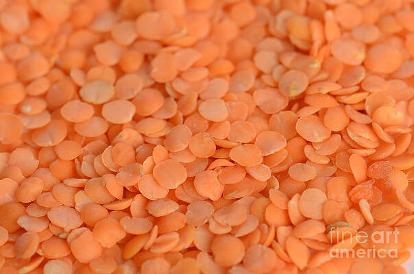 Wall Art - Photograph - Orange Lentils #2 by Photo Researchers, Inc.