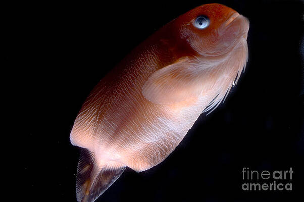 Wall Art - Photograph - Pink-bearded Snailfish #2 by Dante Fenolio
