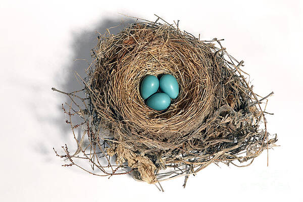 Wall Art - Photograph - Robins Nest With Eggs #2 by Ted Kinsman