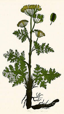 Wall Art - Photograph - Seseli, Herbaceous Perennial #2 by Science Source
